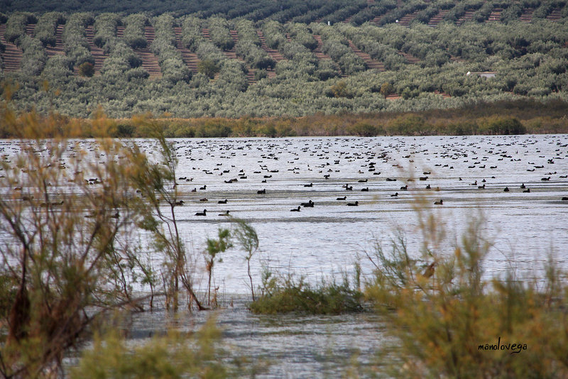 laguna del salobral.jpg