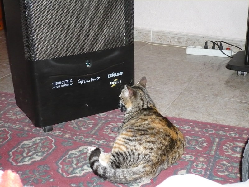 kitty mirando la llama de la estufa.jpg