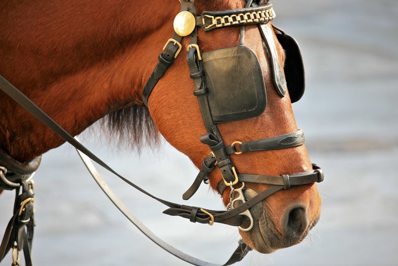 Horse_Blinkers_(4240744343).jpg