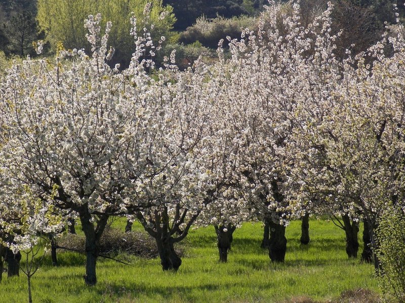 Valle-Caderechas-frutales.jpg