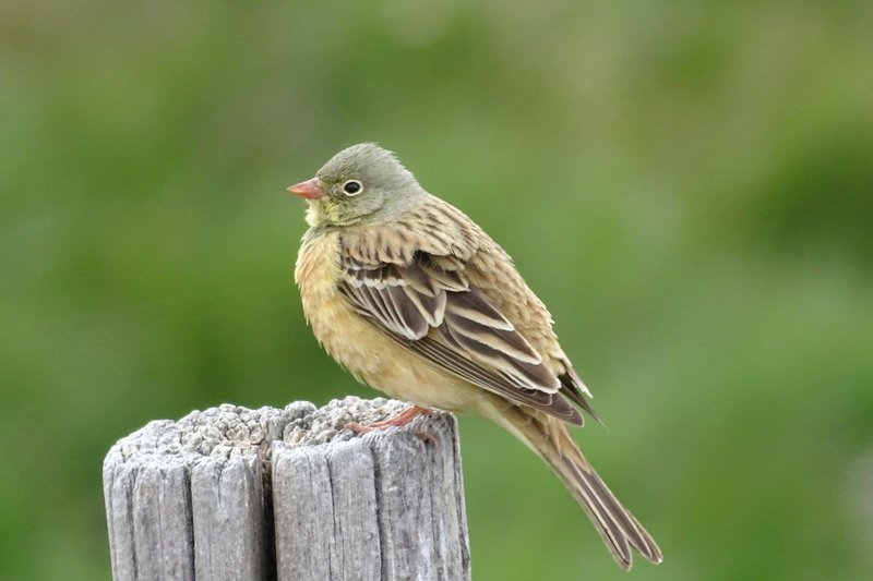 Escribano hortelano (Emberiza hortulana).jpg