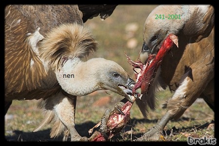 Buitres2.jpg