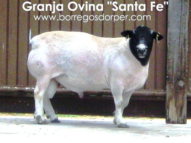Borrego-Semental-de-36-Meses-de-Edad..jpg