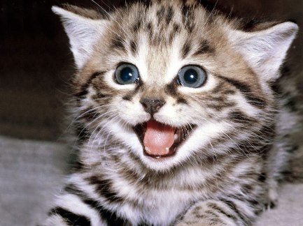 gato_sonriendo1.jpg