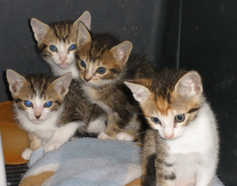 camada gatitos_531.jpg