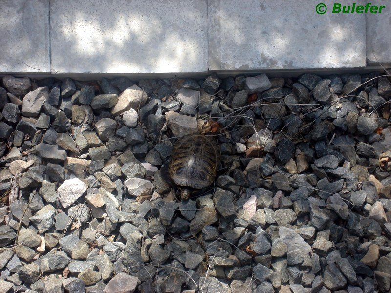 Tortuga.JPG