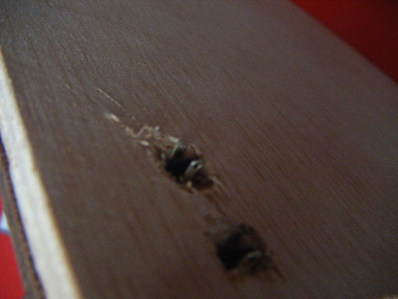 dscf2989.jpg