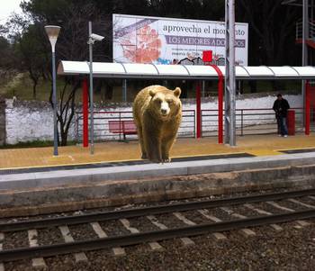 oso-pardo-cercanias.jpg