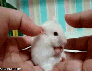 anigif.gif