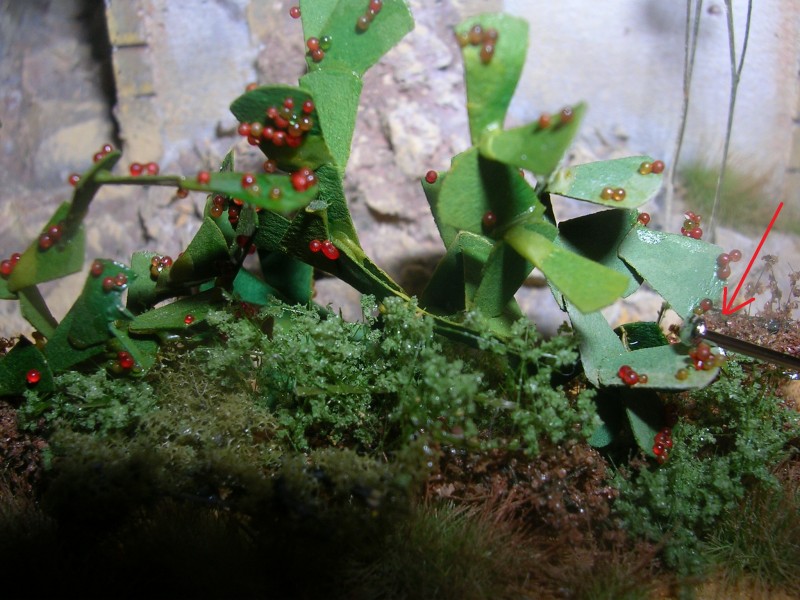 DSCN6566.JPG