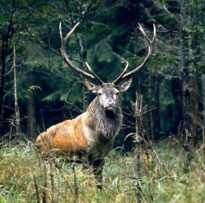 cerf%201.jpg