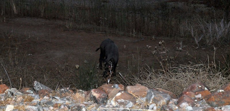 Jabalí.jpg
