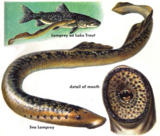 lamprea2.jpg