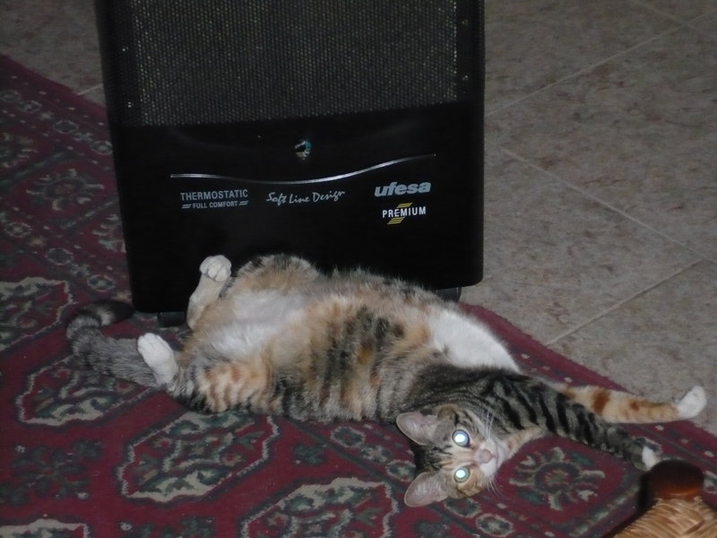 kitty.jpg