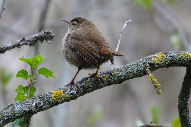 Chochín común (Troglodytes troglodytes).jpg