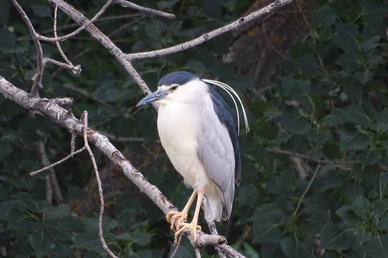 Martinete (Nycticorax nycticorax).jpg