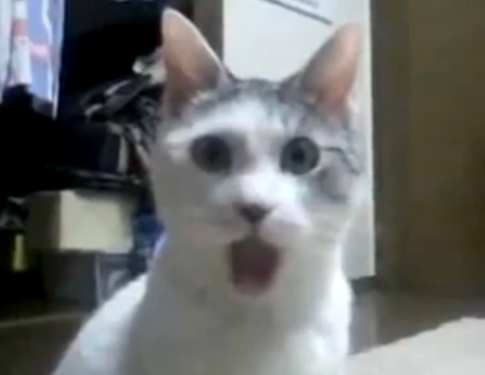 gato_sorpresa.jpg