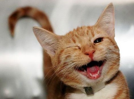 happy cat.jpg