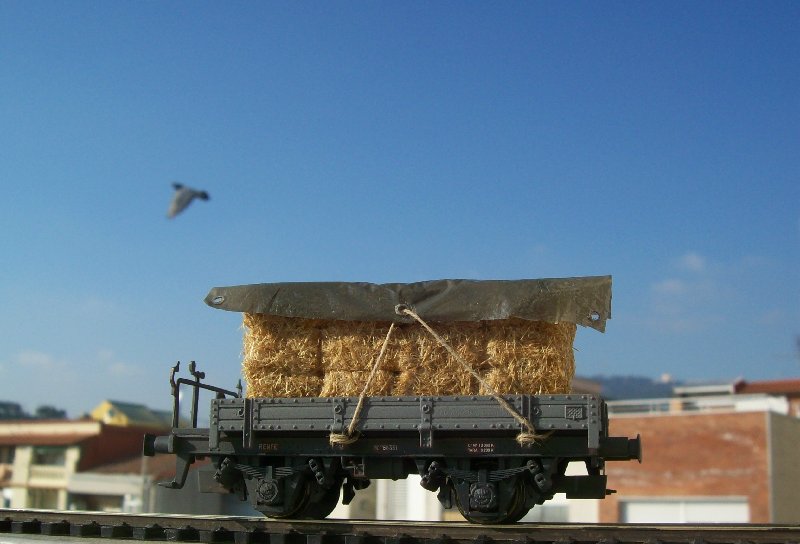 pajapajaro.jpg