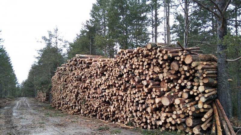 madera corta.jpeg