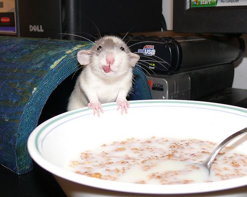 animales-graciosos-raton-desayuno.jpg