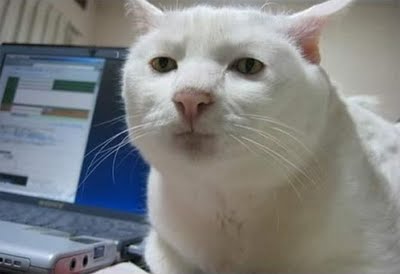 gato_serio2.jpg