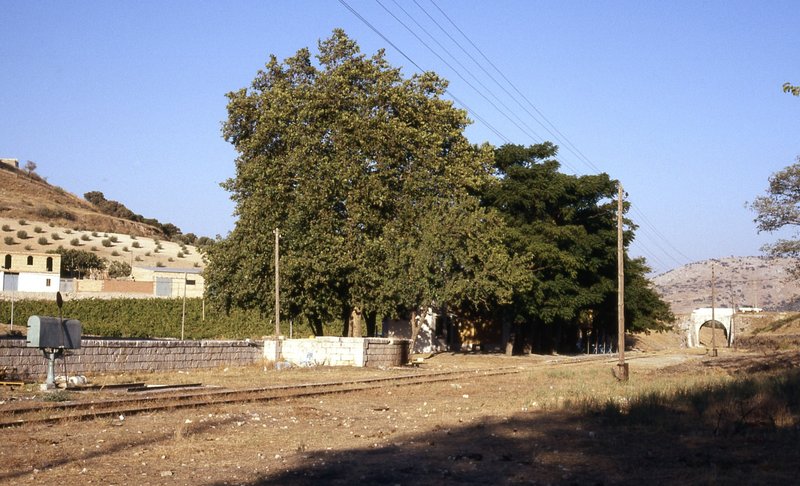 doña mencia 1986.jpg