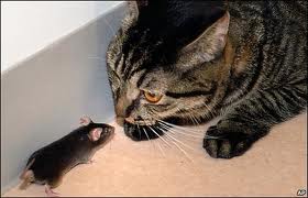 gato y ratón.jpg