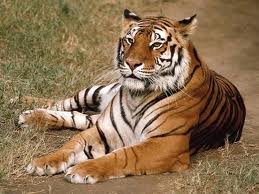 tigre2.jpg